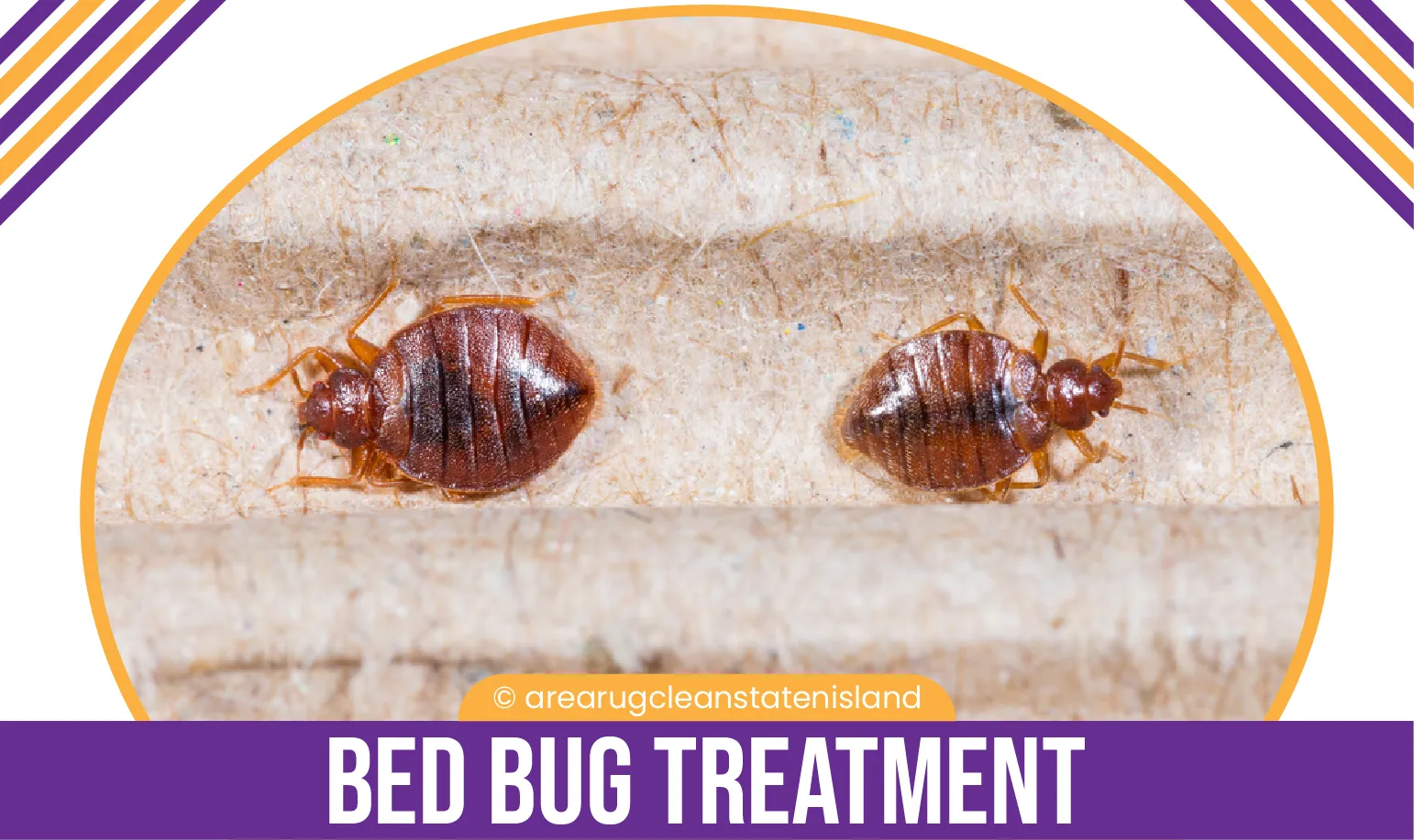 carpet cleaning, carpet cleaners, cleaning services, cleaning services in si, cleaning services in staten island, carpet cleaning in si, carpet cleaning in staten island, carpet cleaning si, carpet cleaners in si, carpet cleaners in staten island, carpet cleaning services, si carpet cleaning, si carpet cleaners, staten island carpet cleaning, staten island carpet cleaners, staten island carpet cleaning services, rug cleaning, rug cleaners, si rug cleaning, si rug cleaners, rug cleaning in si, rug cleaners in si, commercial carpet cleaning, commercial carpet cleaning in si, si commercial carpet cleaning, upholstery cleaning, upholstery cleaning si, upholstery cleaners in si, si upholstery cleaning, si upholstery cleaners, bed bug treatment, bed bug treatment si, si bed bug treatment, stain removal, stain removal si