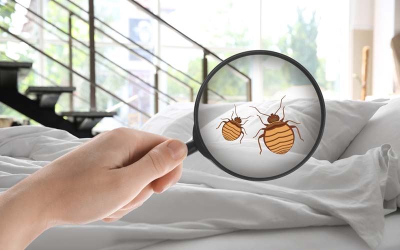 carpet cleaning, carpet cleaners, cleaning services, cleaning services in si, cleaning services in staten island, carpet cleaning in si, carpet cleaning in staten island, carpet cleaning si, carpet cleaners in si, carpet cleaners in staten island, carpet cleaning services, si carpet cleaning, si carpet cleaners, staten island carpet cleaning, staten island carpet cleaners, staten island carpet cleaning services, rug cleaning, rug cleaners, si rug cleaning, si rug cleaners, rug cleaning in si, rug cleaners in si, commercial carpet cleaning, commercial carpet cleaning in si, si commercial carpet cleaning, upholstery cleaning, upholstery cleaning si, upholstery cleaners in si, si upholstery cleaning, si upholstery cleaners, bed bug treatment, bed bug treatment si, si bed bug treatment, stain removal, stain removal si